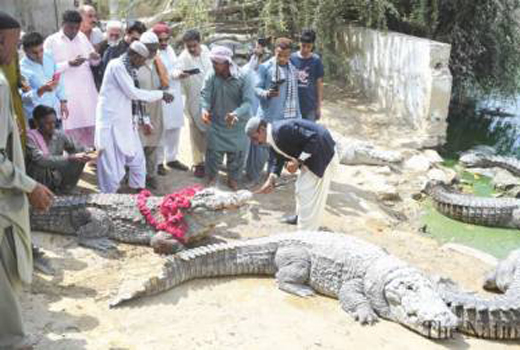 Crocodile 